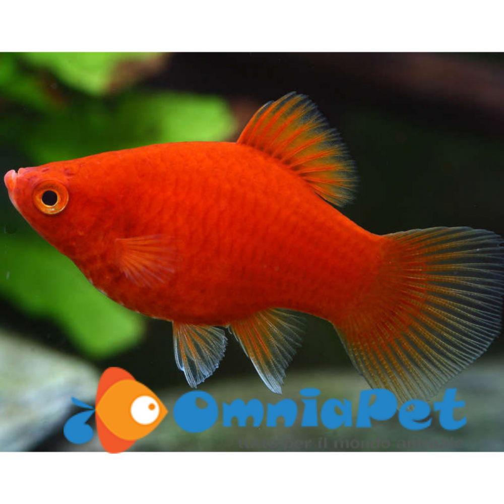 Platy Rosso Corallo 5 6cm 5pz